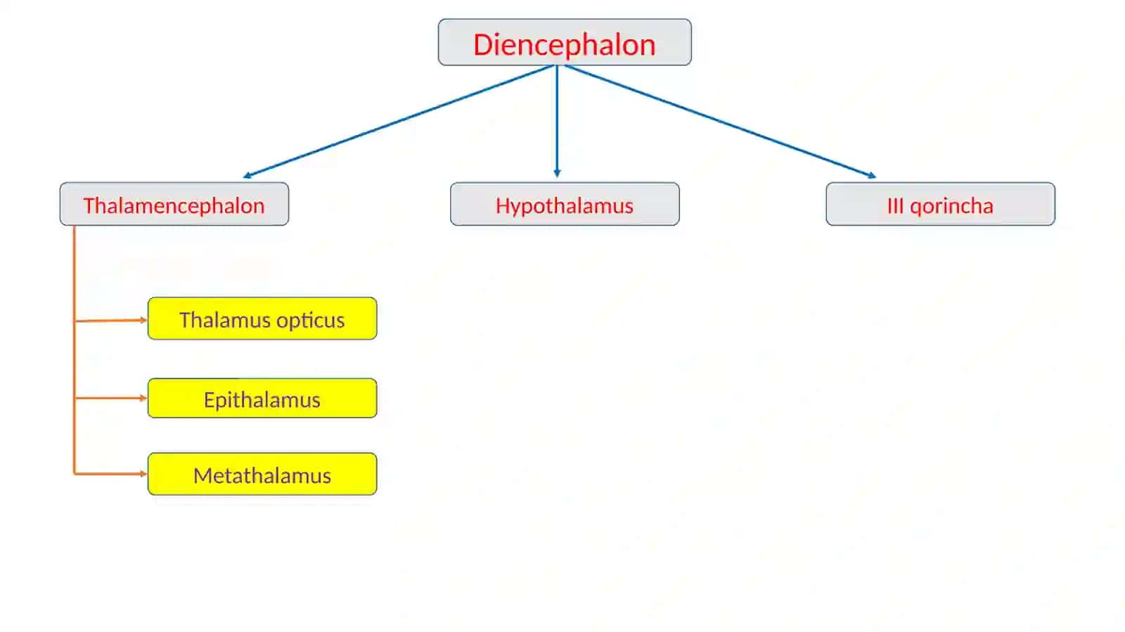 OraliqMiyaAnatomoyasi 2