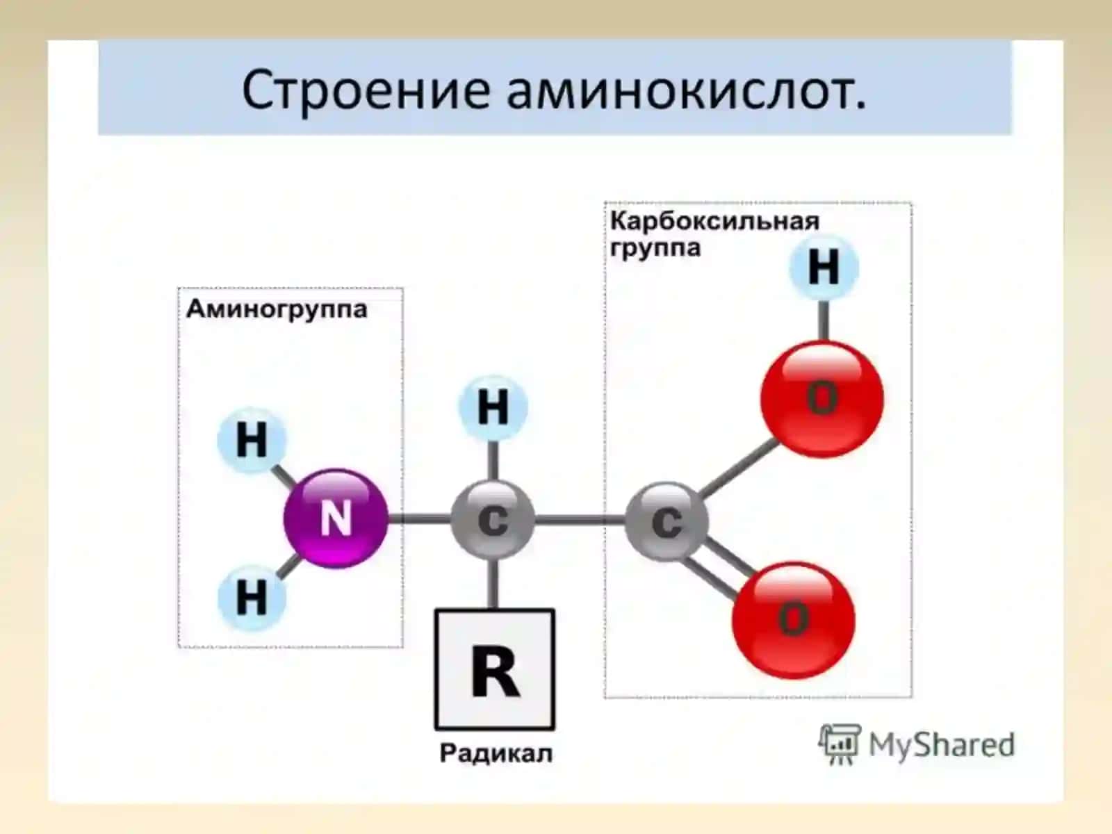Aминокислоты 2