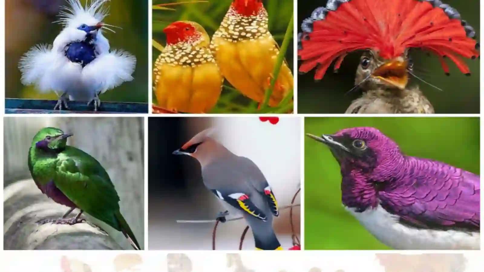 7-sinf Zoologiya 'Qushlarning xilma-xilligi voha va cho'l qushlari' ko'rgazma 2