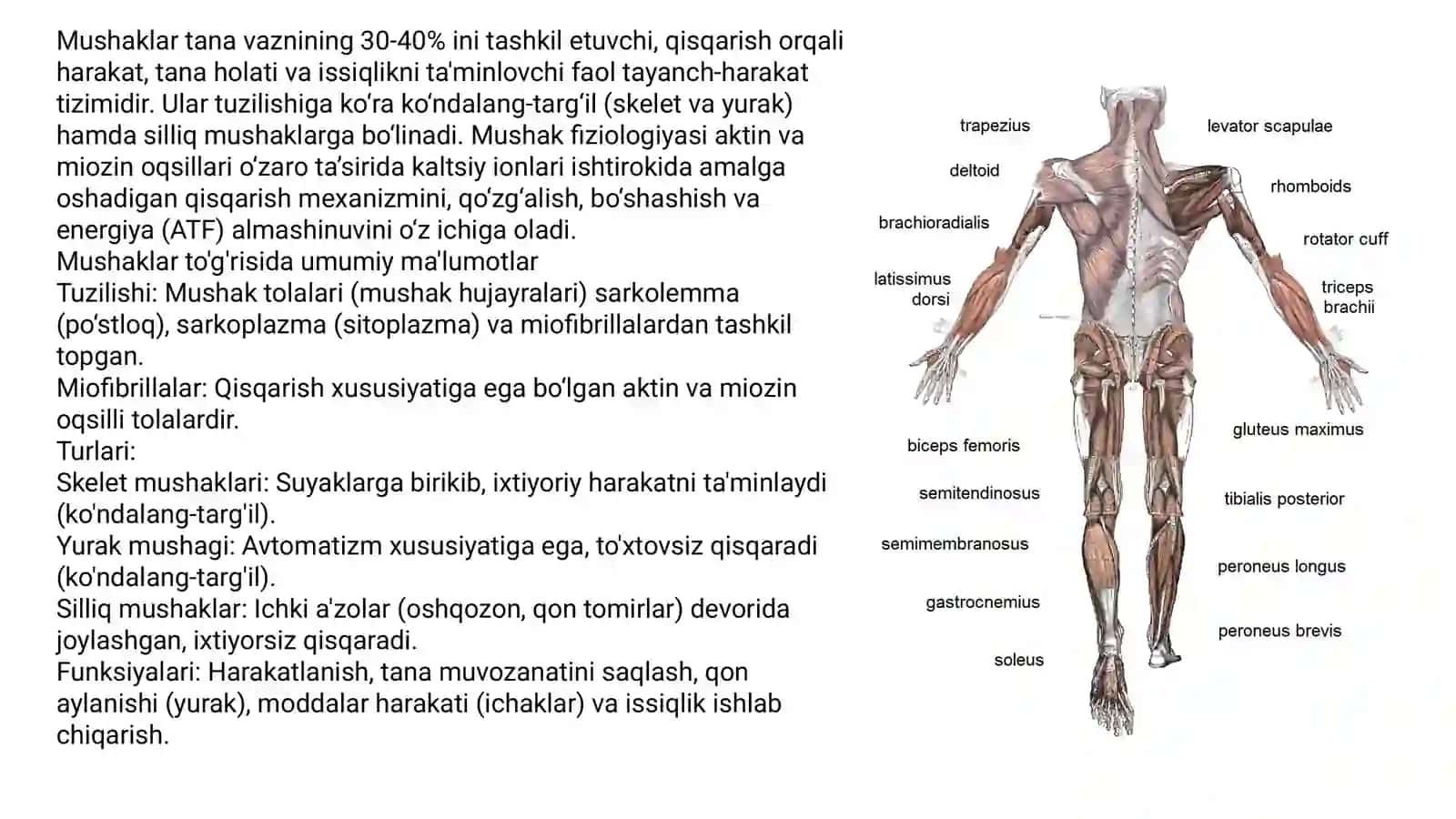 Mushaklar tana vaznining 30-40% ini tashkil etuvchi, qisqarish orqali harakat, tana holati va issiqlikni ta'minlovchi faol tayanch-harakat tizimidir 2