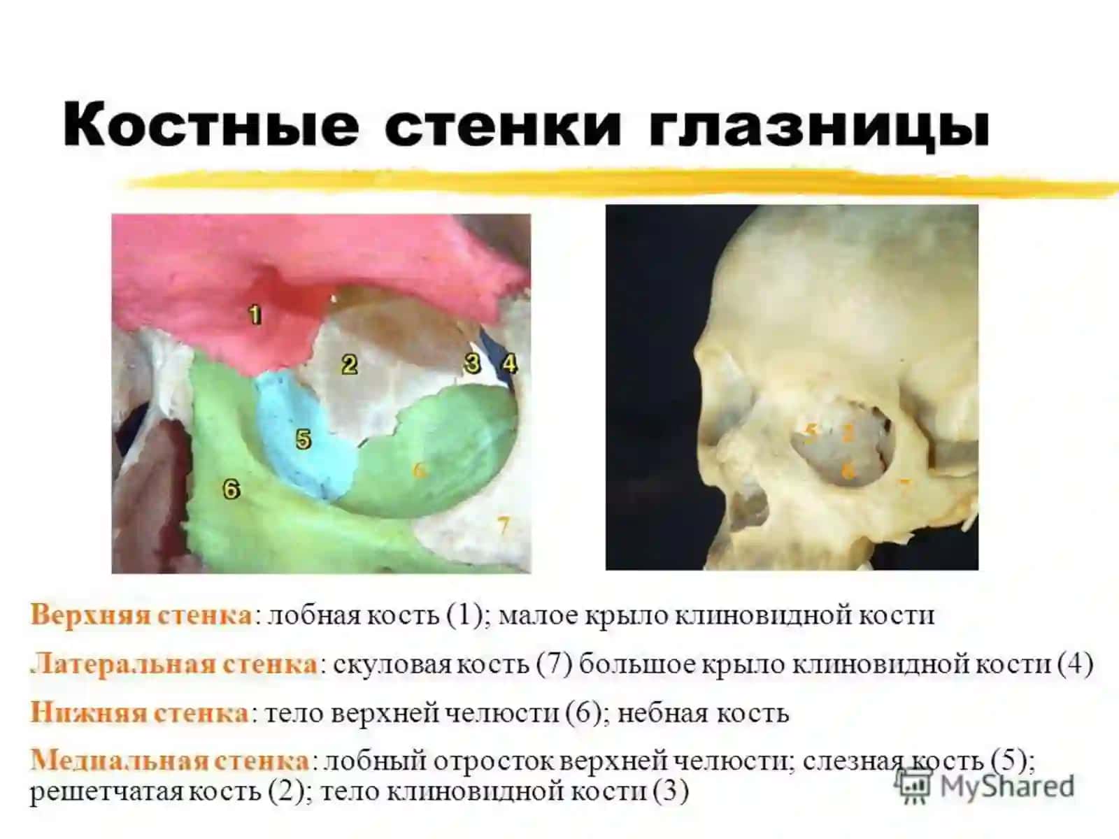Типографическая анатомияобласти глаза 2