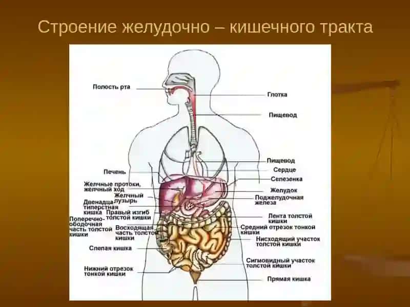 Хронический гастрит. Язвенная болезнь желудка 2