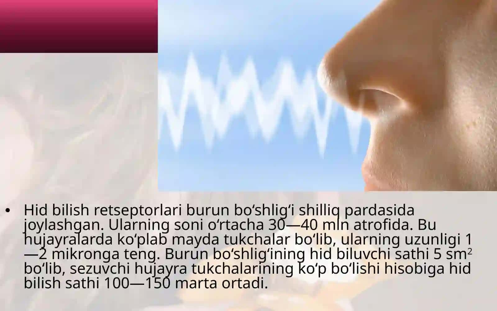 Tam bilish va hid bilish azolaring funksiyalar anatomiyasi 2