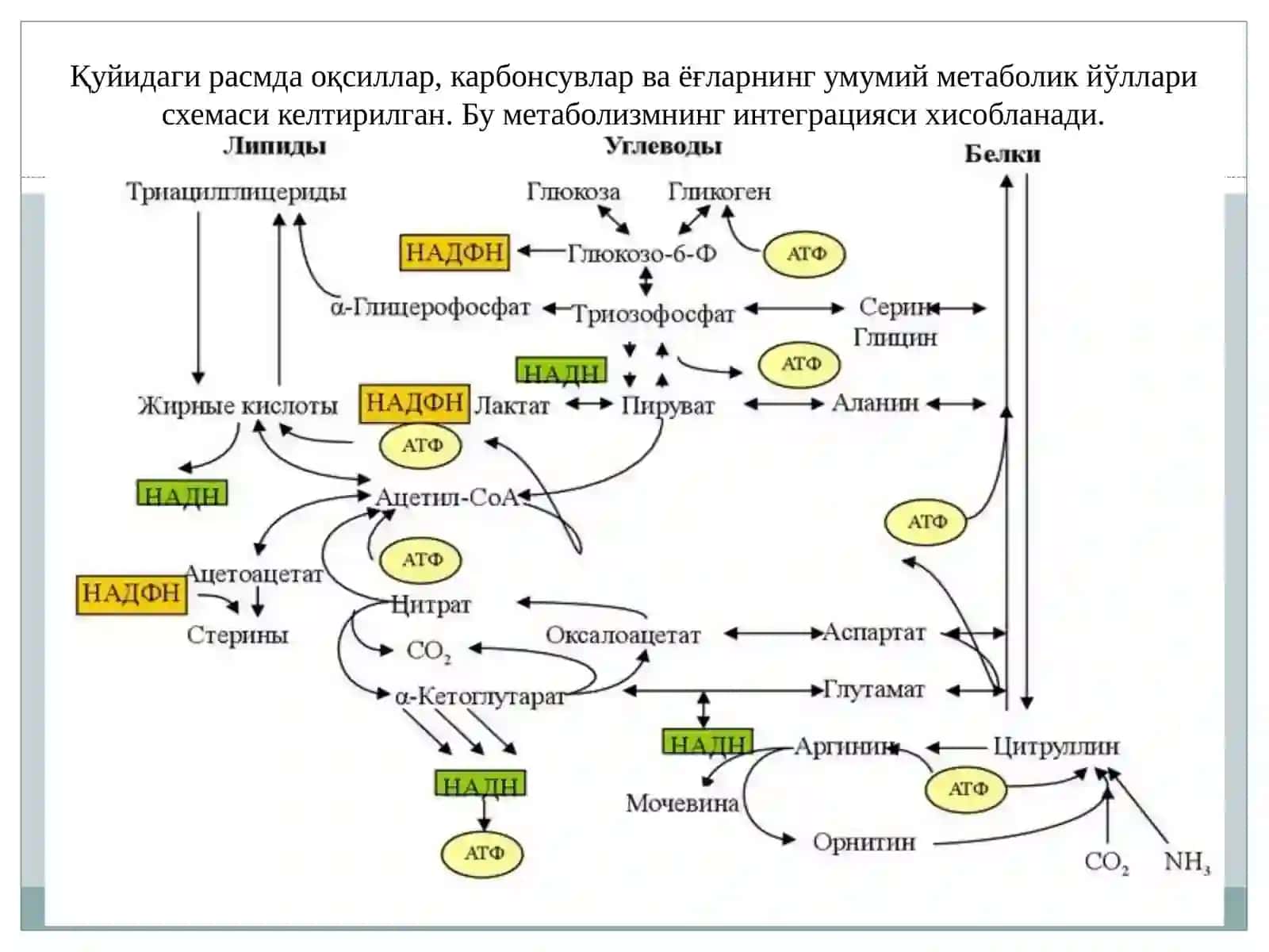 Тиббий ва биологик кимё кафедраси 2