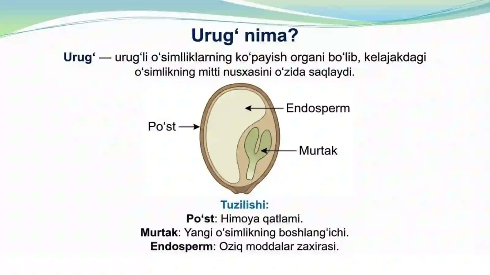 Urug' - o'simliklarning ko'payish organi 2
