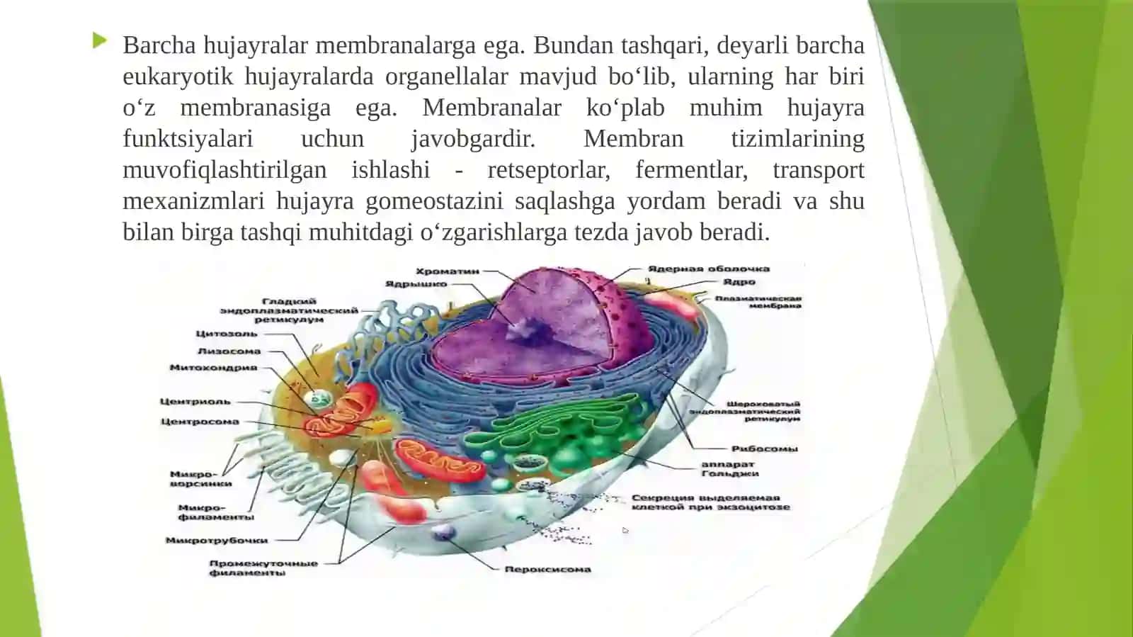 Biologikmembranalar. Biologik oksidlanish 2