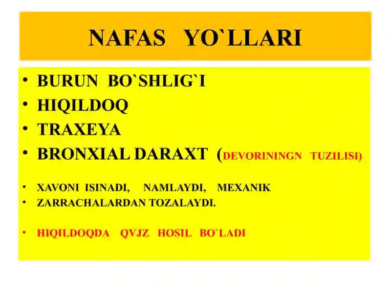 NAFAS  OLISH SISTEMASI VA ТERI. 2