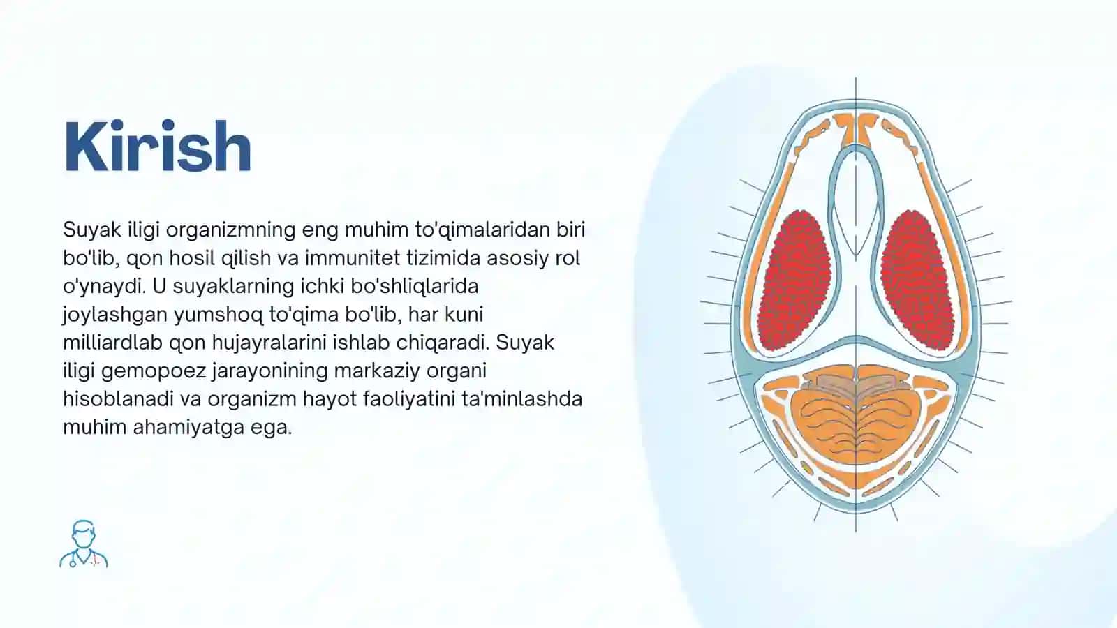 Suyak iligi taraqqiyoyi, tuzilishi va vazifasi. Qizil ilik va sariq ilik 2