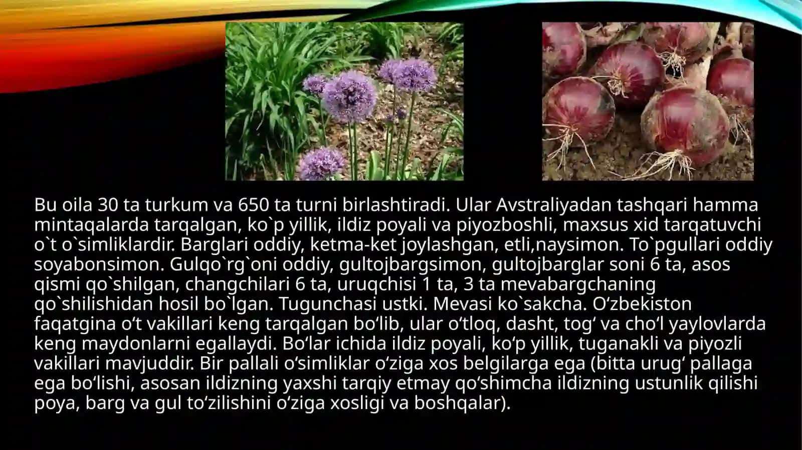 Piyozdoshlar oilasi vakillari va ularning dorivorligi,ekish texnologiyalari 2