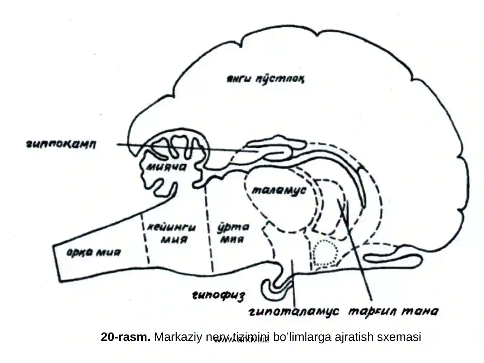 Orqa miya 2