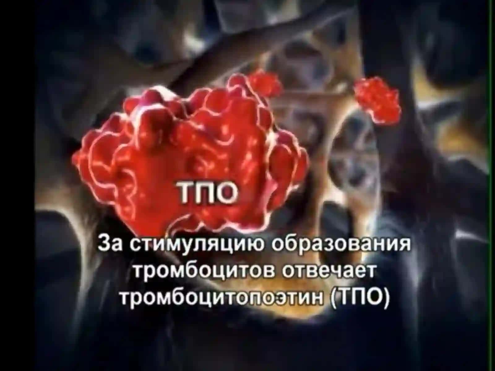 Тромбоцитлар ҳақида умумий маълумот 2