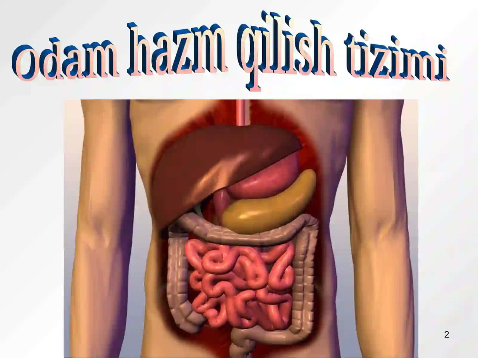 Ovqat hazm qilish a’zolarining tuzilishi va vazifasi 2