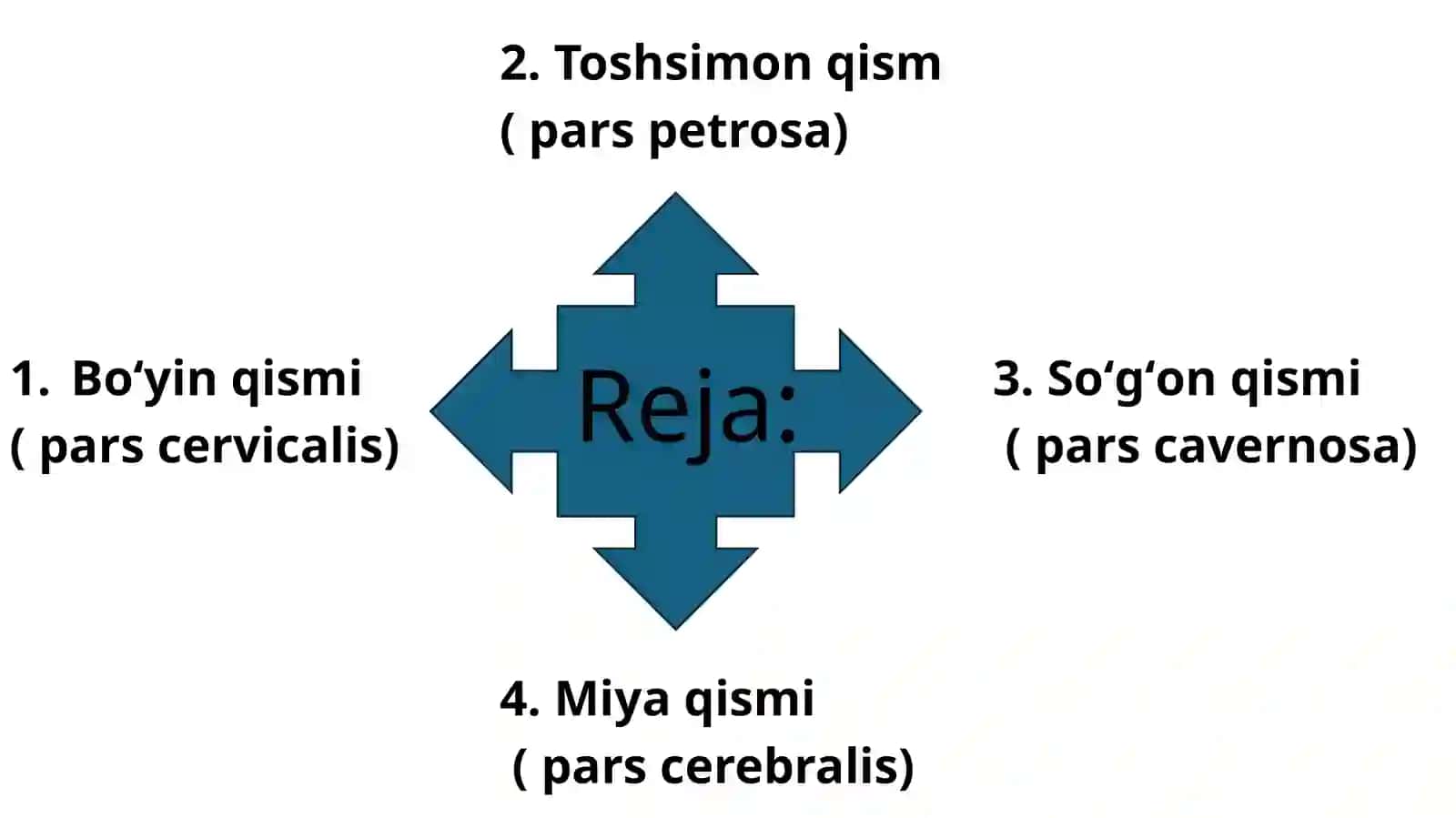 ICHKI UYQU ARTERIYASI 2