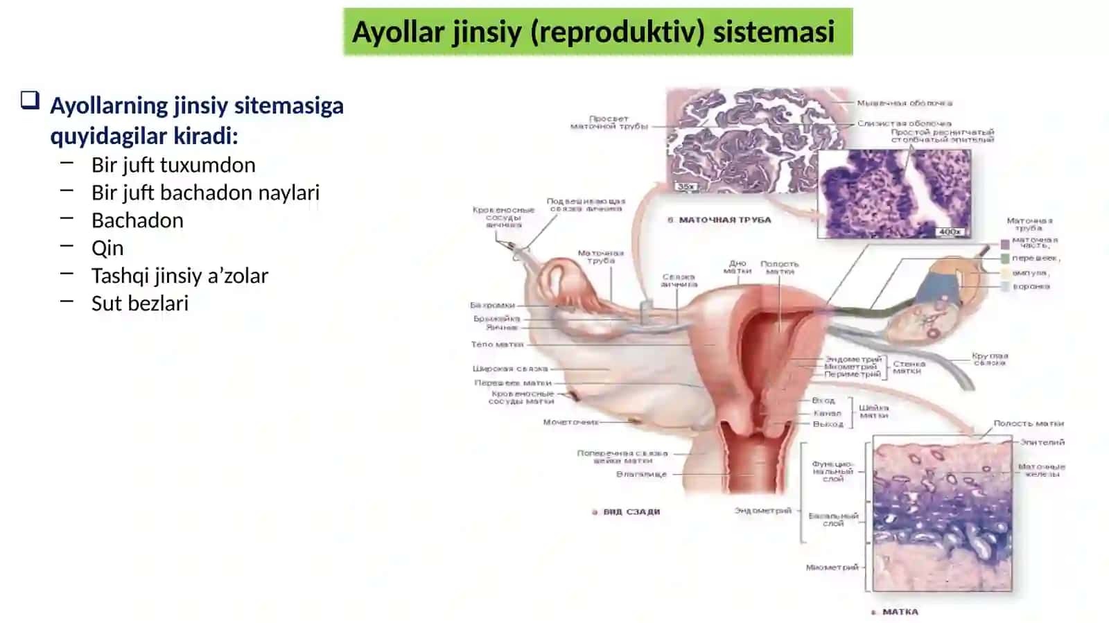 AYOLLAR JINSIY SISTEMASI GISTOLOGIYASI 2