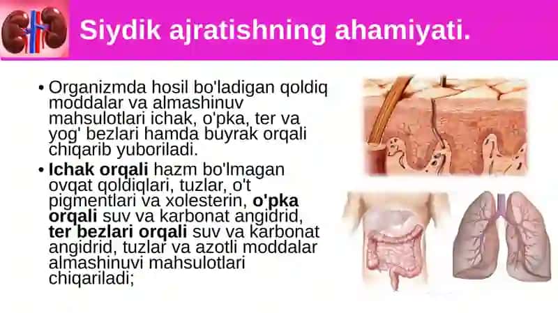 Siydik ayrish organlarining tuzilishi 2