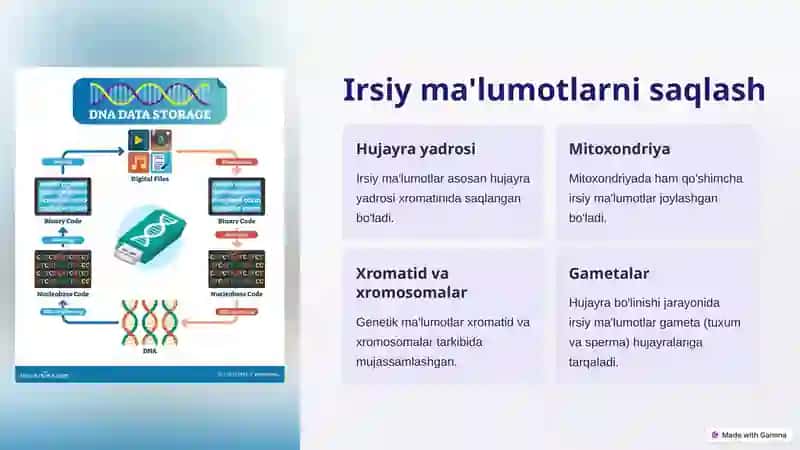Irsiyatni shakillantirish bosqichlari 2