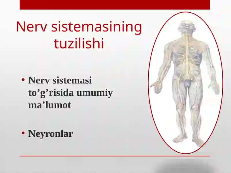 Nerv sistemasining tuzilishi 2