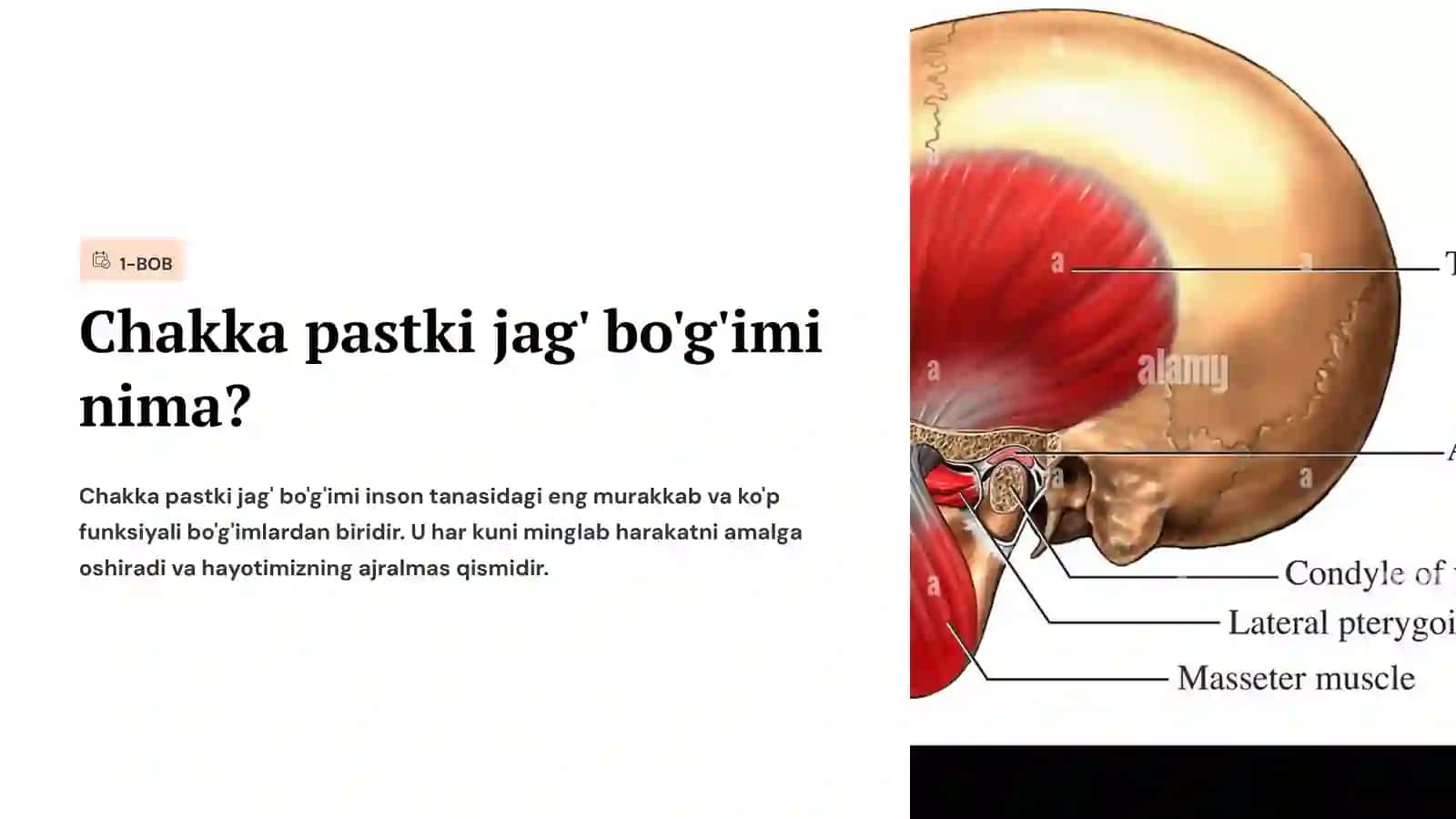 Chakka pastki jag‘ bo‘g‘imi boylamlari.ChPJB ning boshqa bo‘g‘imlardan farqi. 2