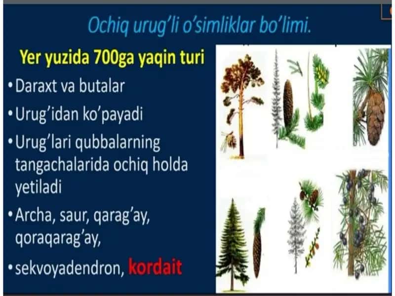 Amir Temurning davlat chegaralarini mustahkamlashi 2