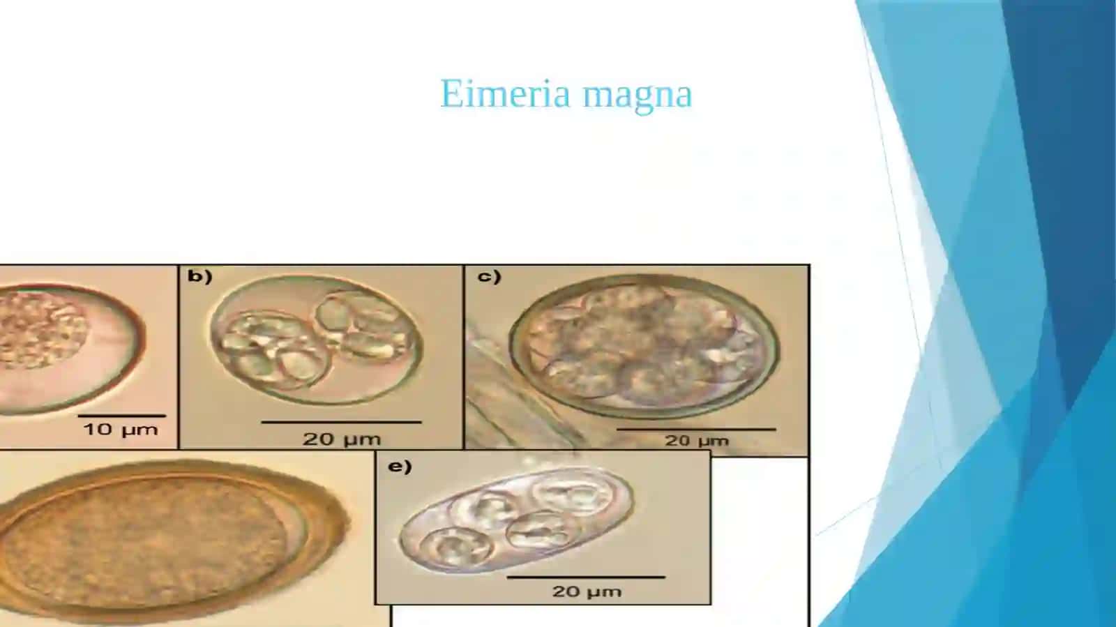 Koksidayalarsinfi(Eimeria, Toxoplasma,sarcocystia) 2