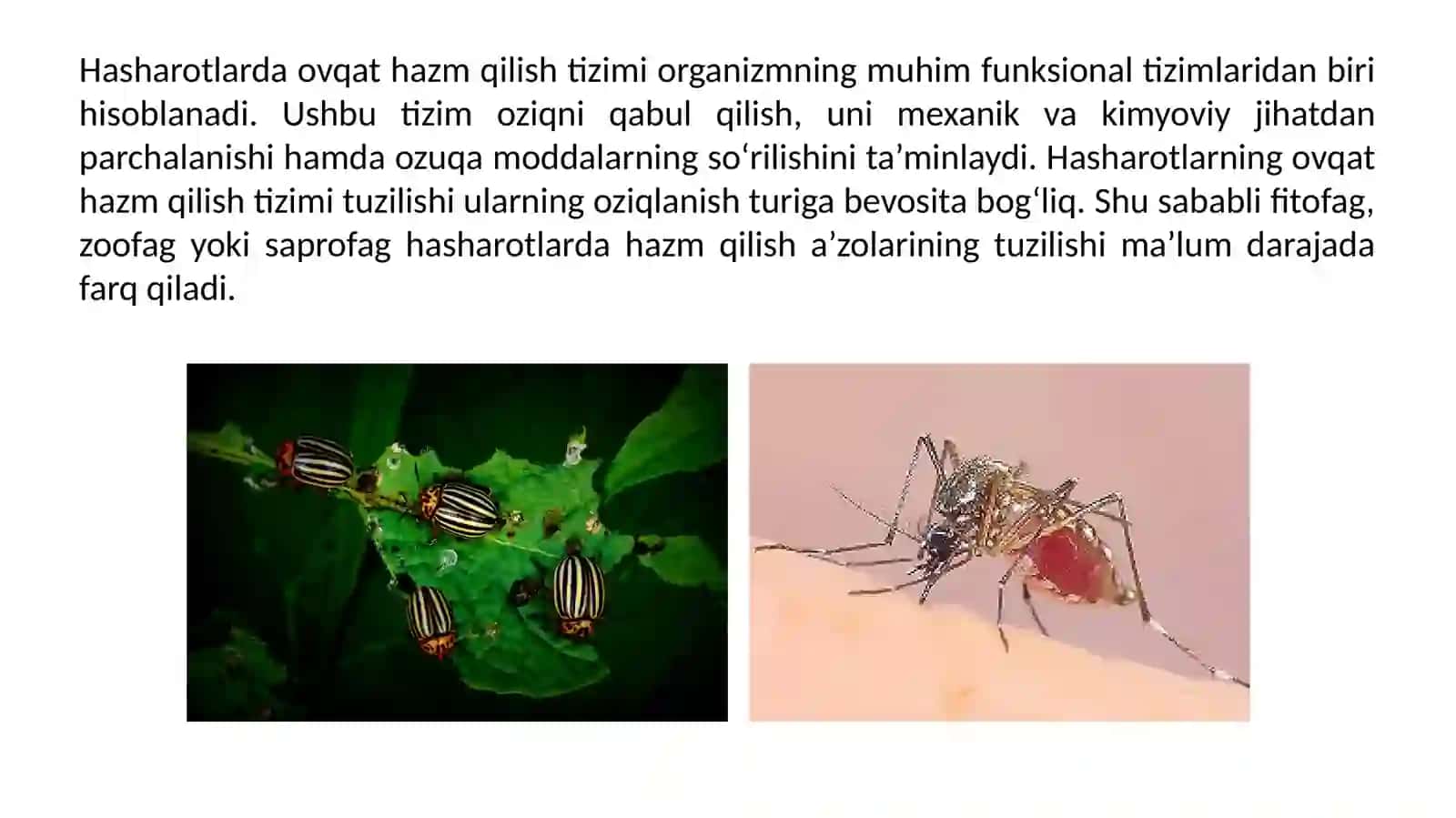 Hashoratlarda ovqat hazm qilish aniq tuzilishi 2