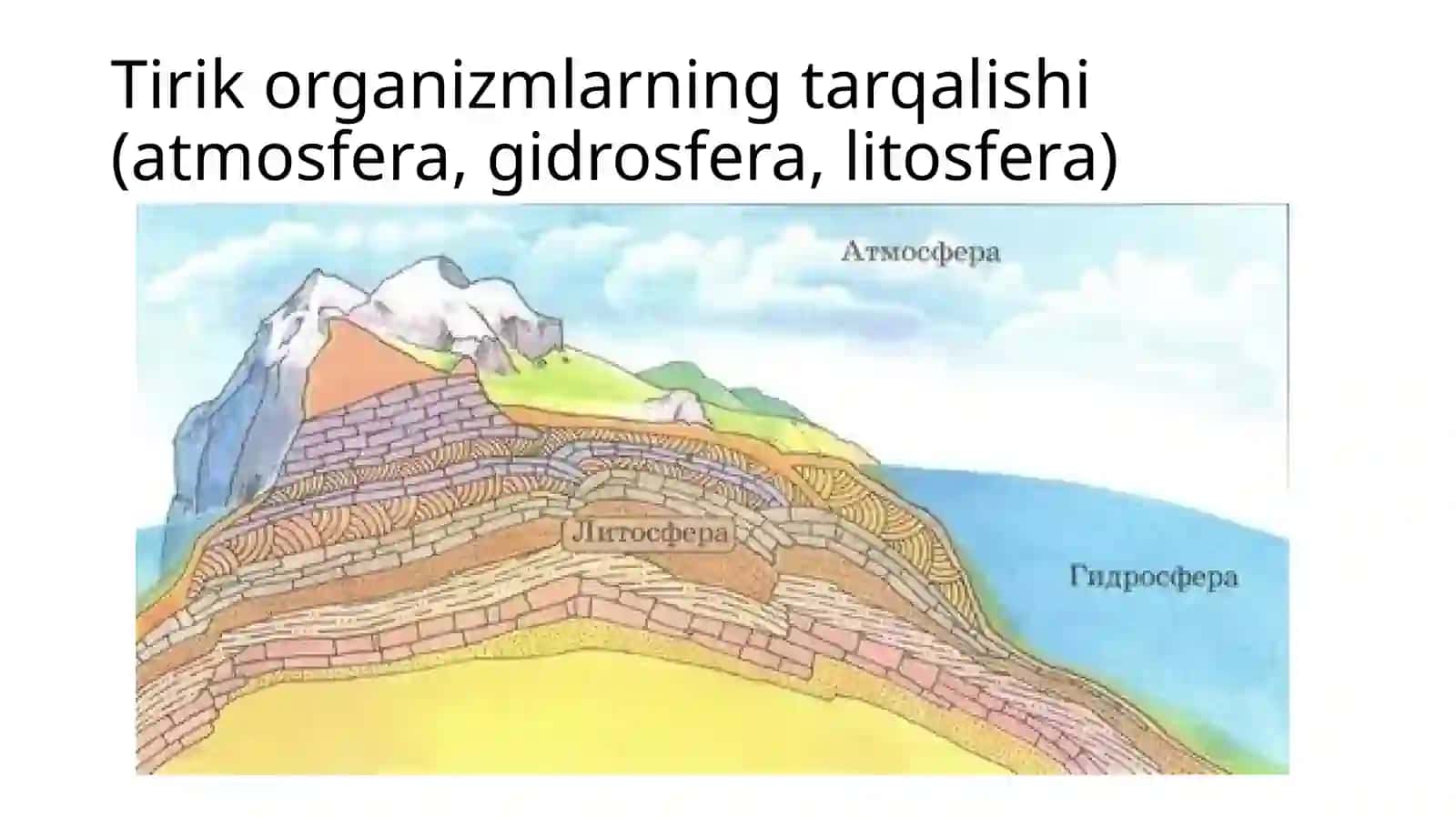 UMURTQALILARNING TAYANCH-HARAKAT ORGANLARI 2