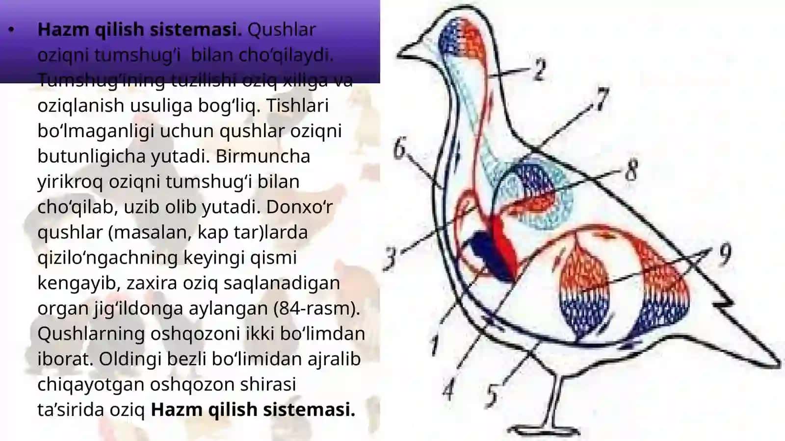 7-sinf Zoologiya 'Qushlarning ichki tuzilishi va sezgi organlari' ko'rgazma 2
