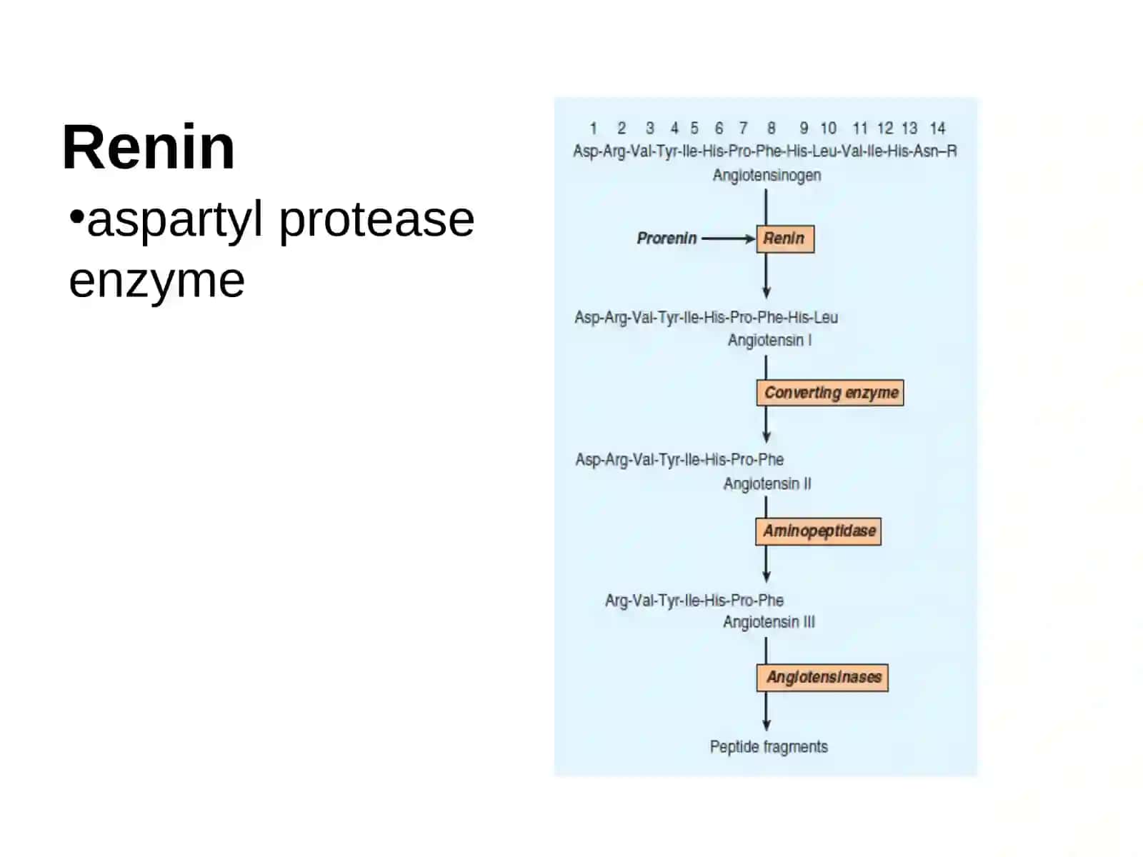 Vasoactive Peptides 2