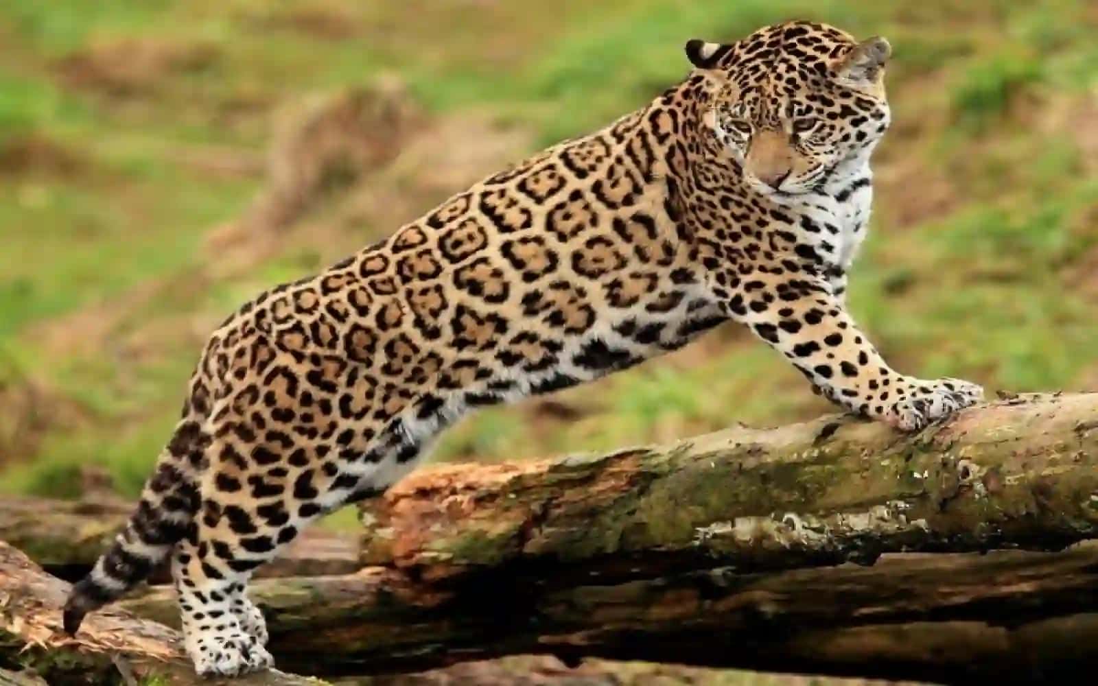 7-sinf Zoologiya 'Hayvon organizmining tuzilishi, hayvonlarni klassifikatsiya qilish' ko'rgazma 2