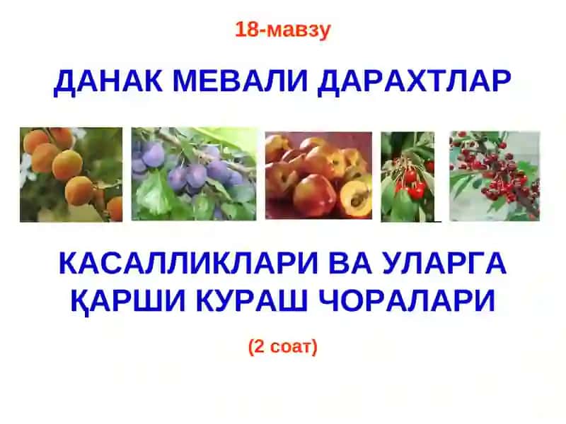 Данак Мевали Дарахтлар 2