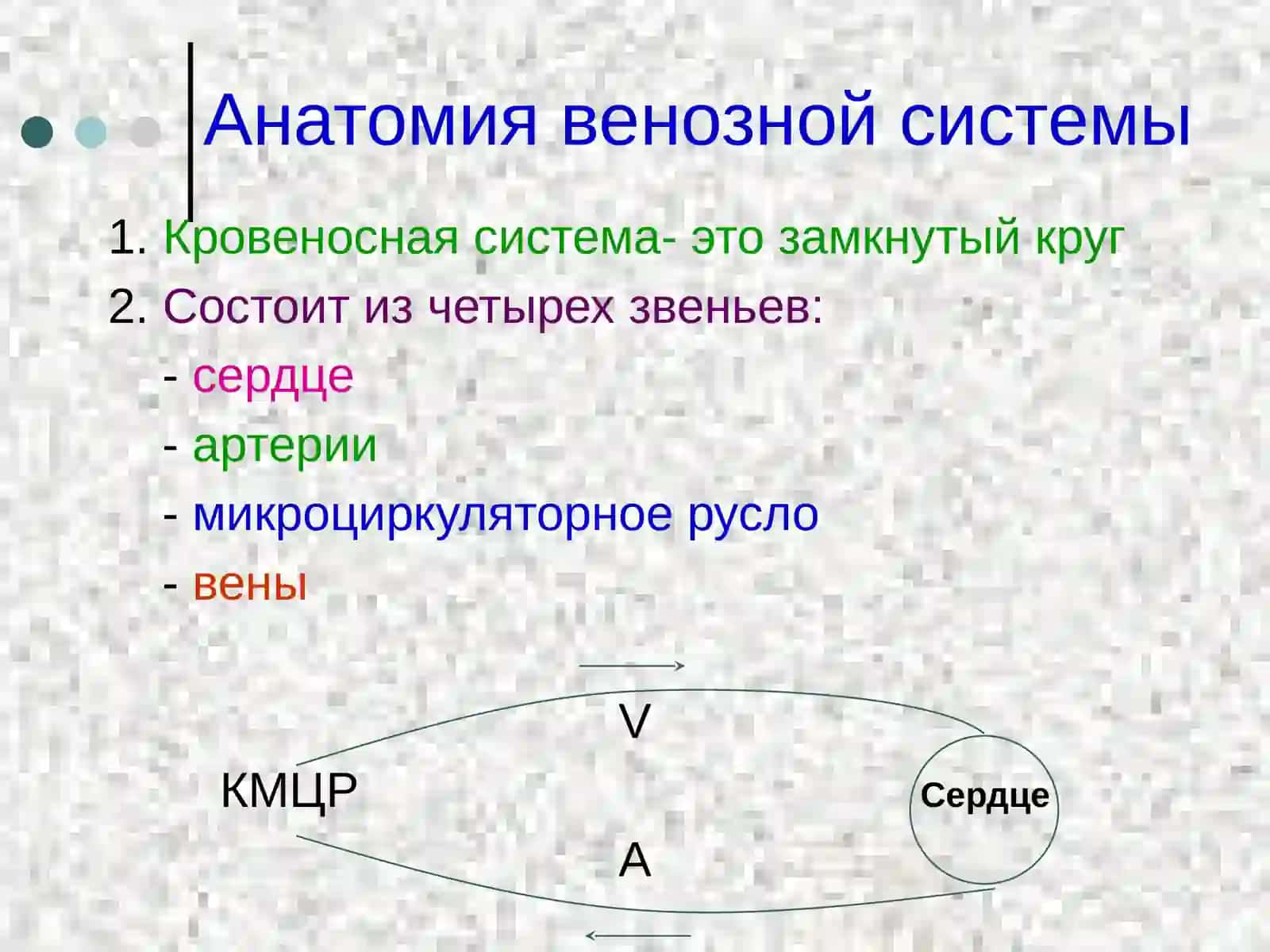 Анатомия венозной системы 2