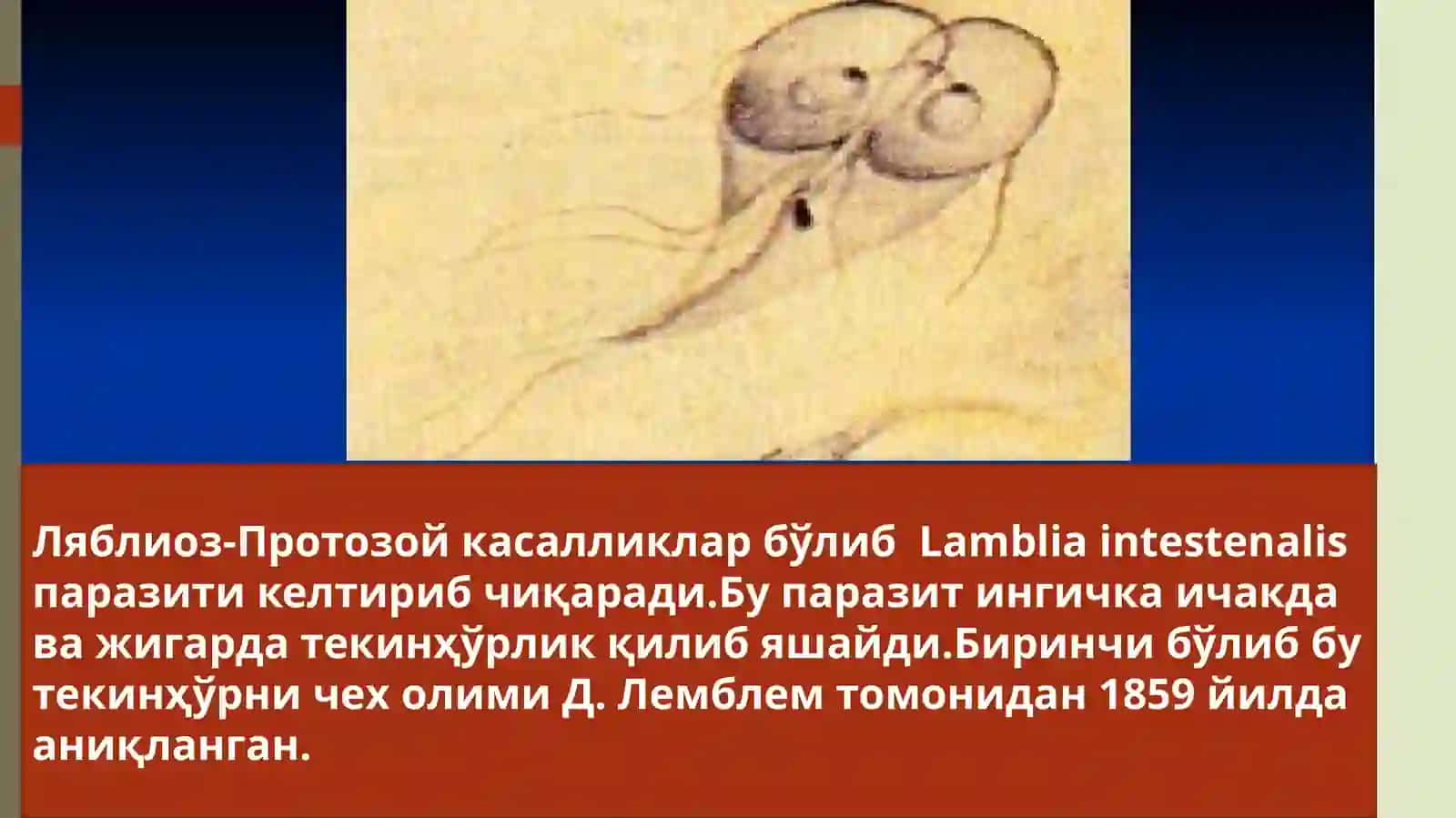 Ламблиява трихонаманасни тузилиши ва ҳаёт цикли 2