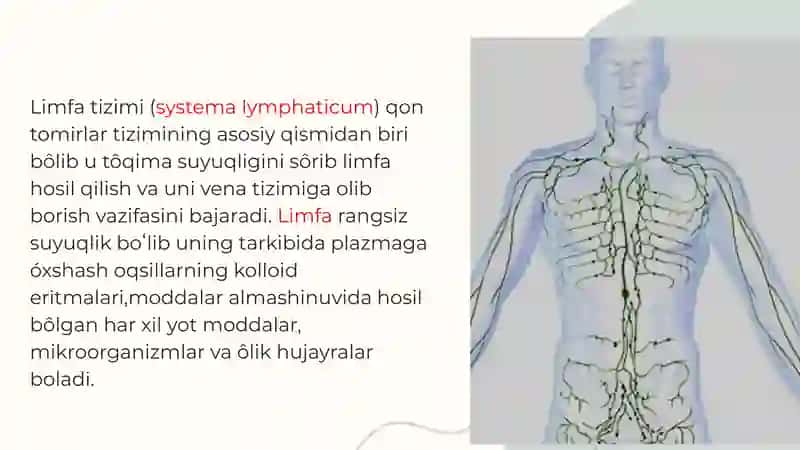 Limfa tizimi 2