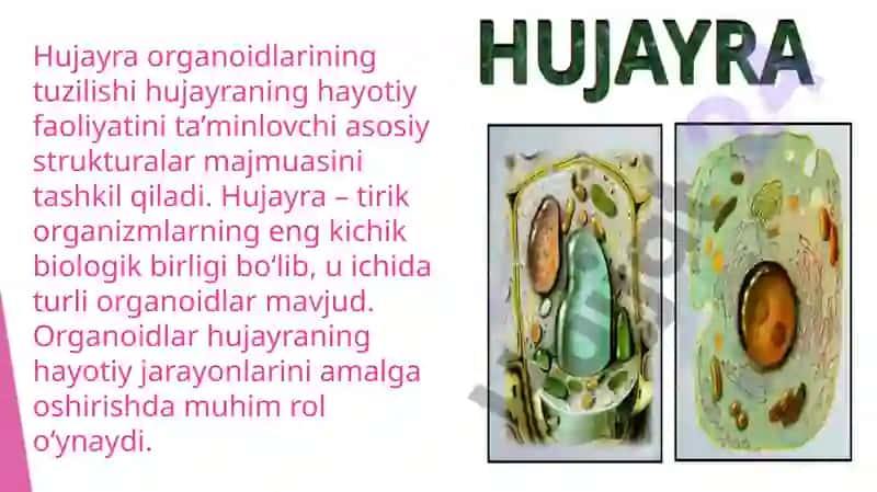 Hujayra Organoidlarining Tuzilishi 2