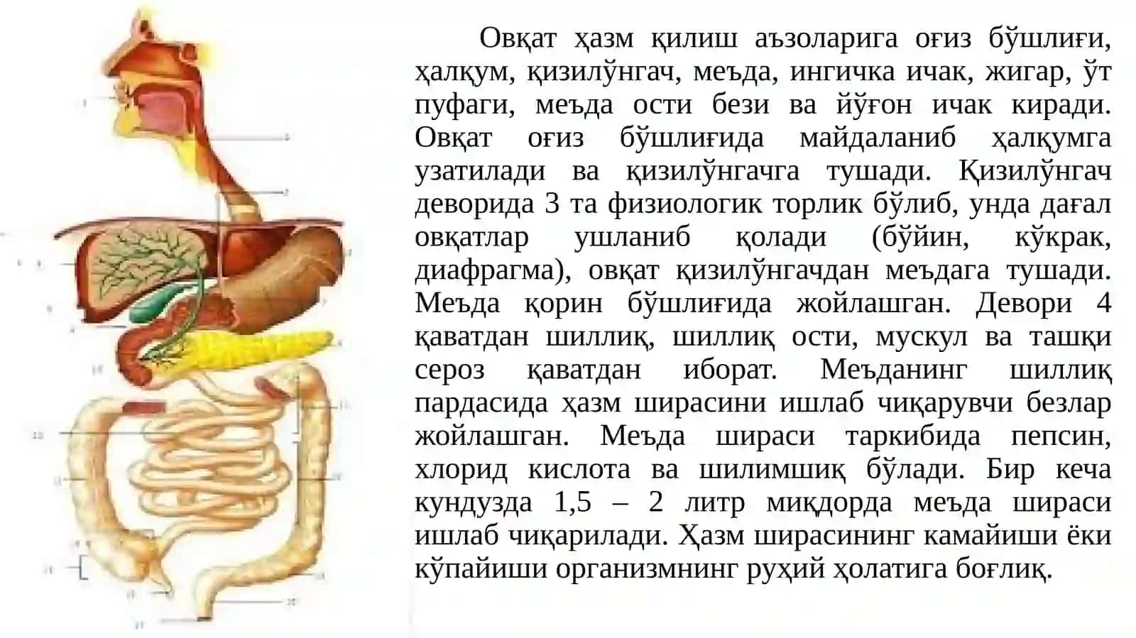 Овқат ҳазм қилиш систамаси 2