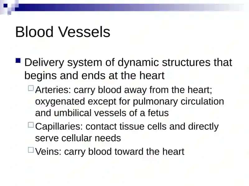 Blood Vessels 2