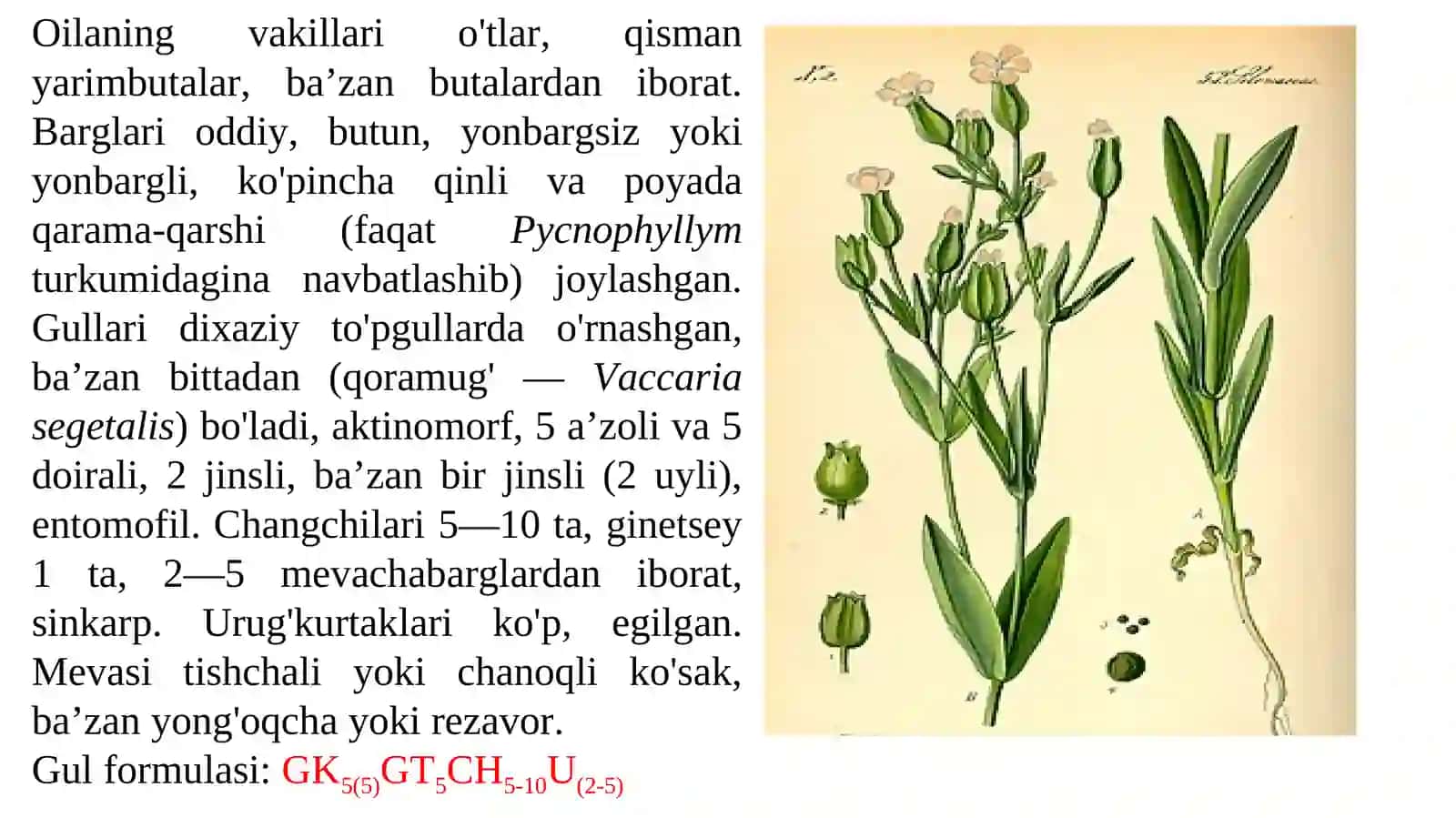 Chinniguldoshlar oilasi va gul tuzilishi 2