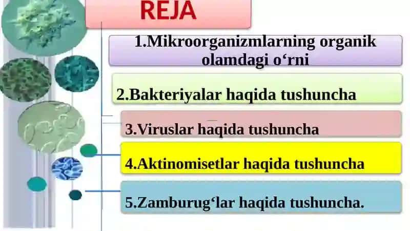 Mikroorganizmlarning ropulyasiyalari 2