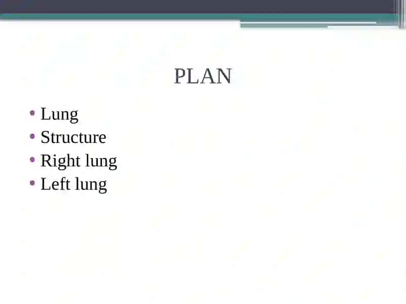 Lungs and a pulmonary system 2