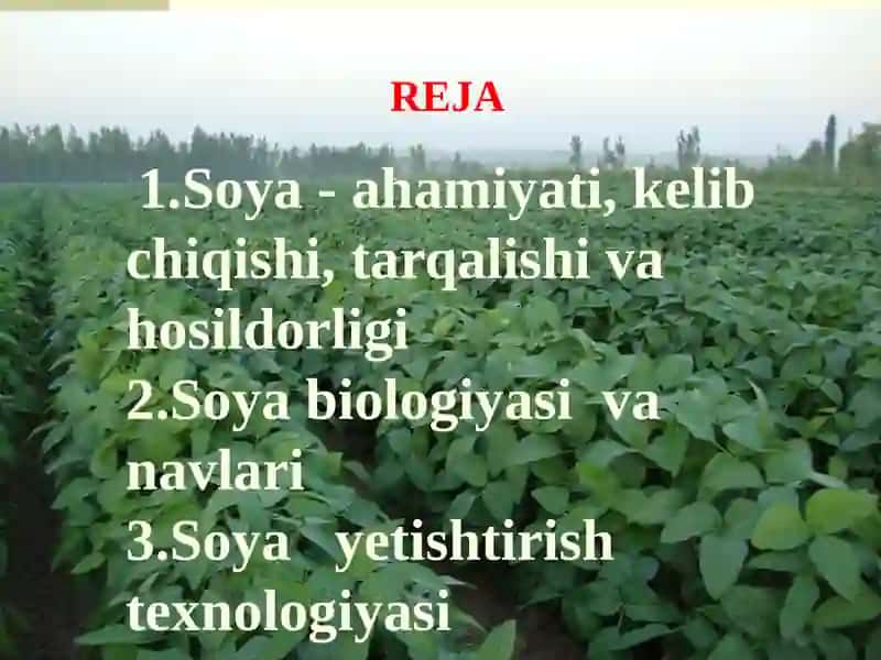 Soya biologiyasi va yetishtirish texnologiyasi 2