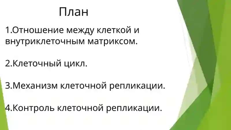 Отношение между клеткой и внеклеточным матриксом клеточный цикл и механизмы контроля клеточной репликации 2