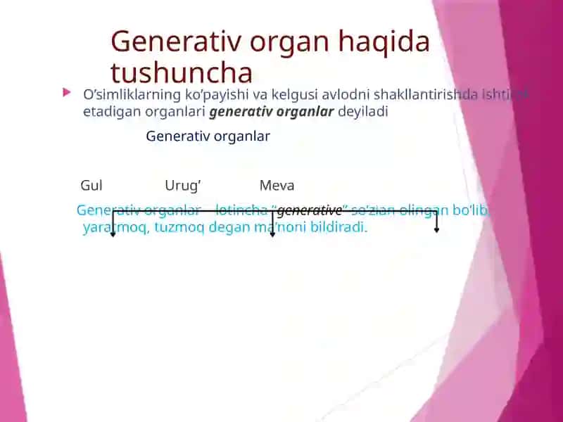 O’simliklarning generativ organlari filogenezi 2