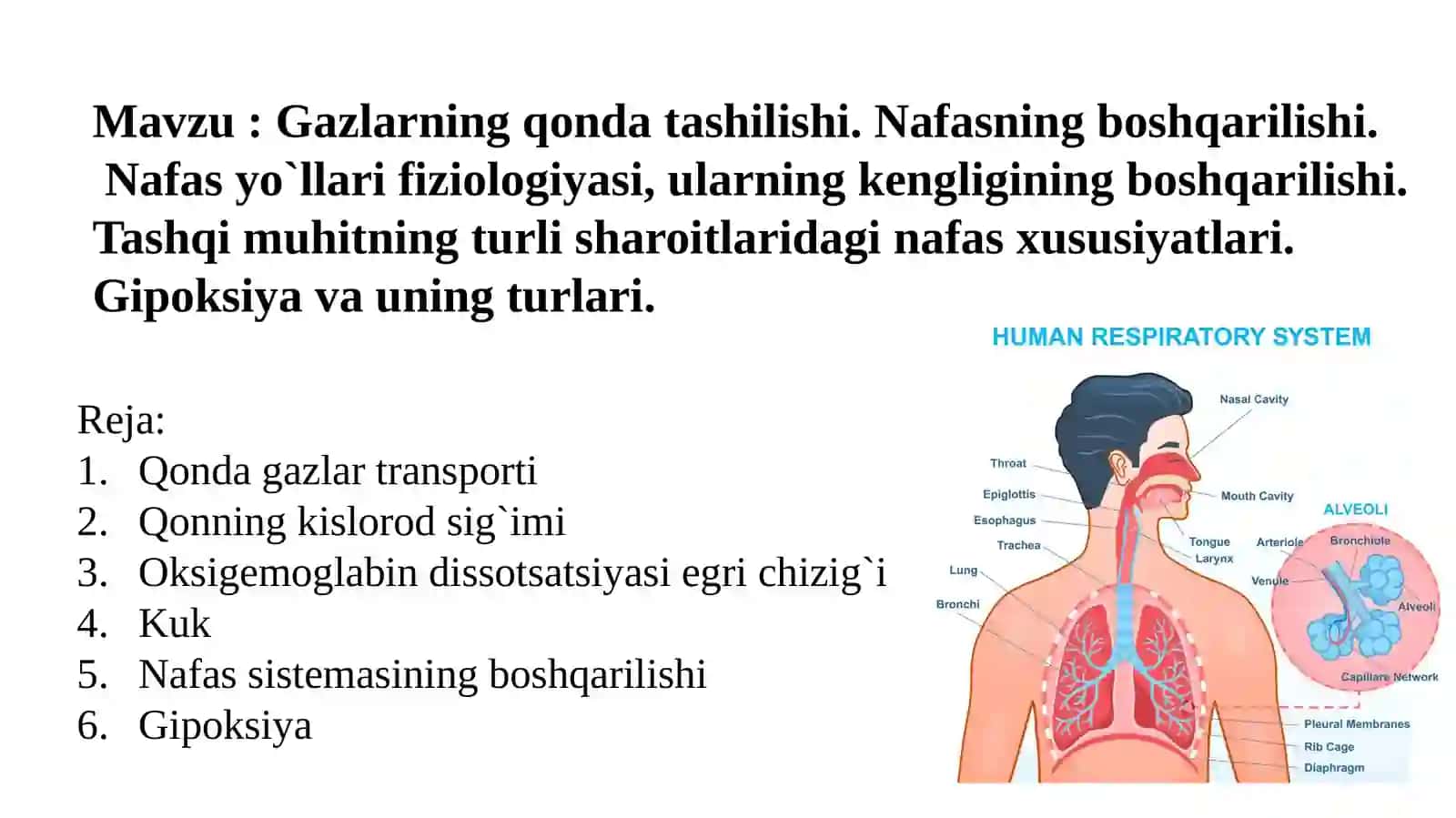 Gazlarning qonda tashilishi. Nafasning boshqarilishi 2