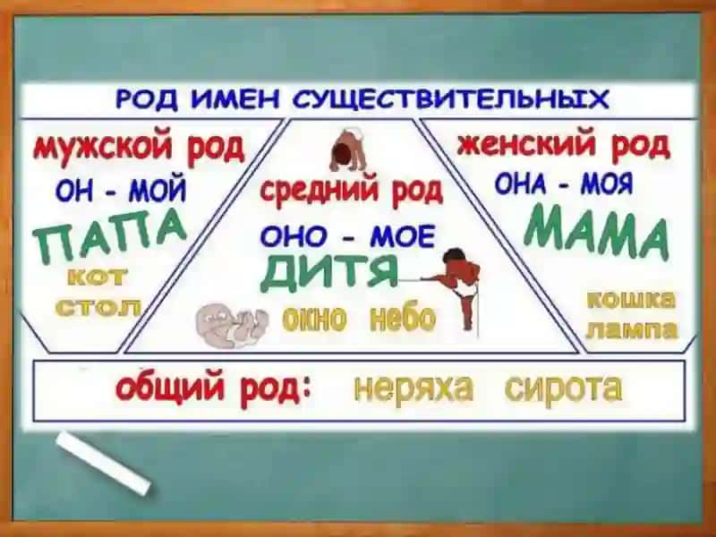 Род имён существительных 2