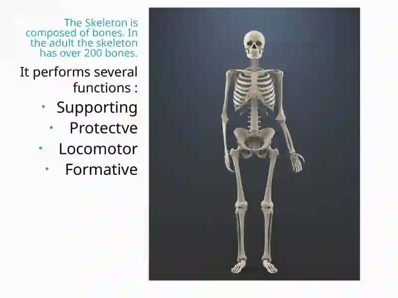 Skeleton 2