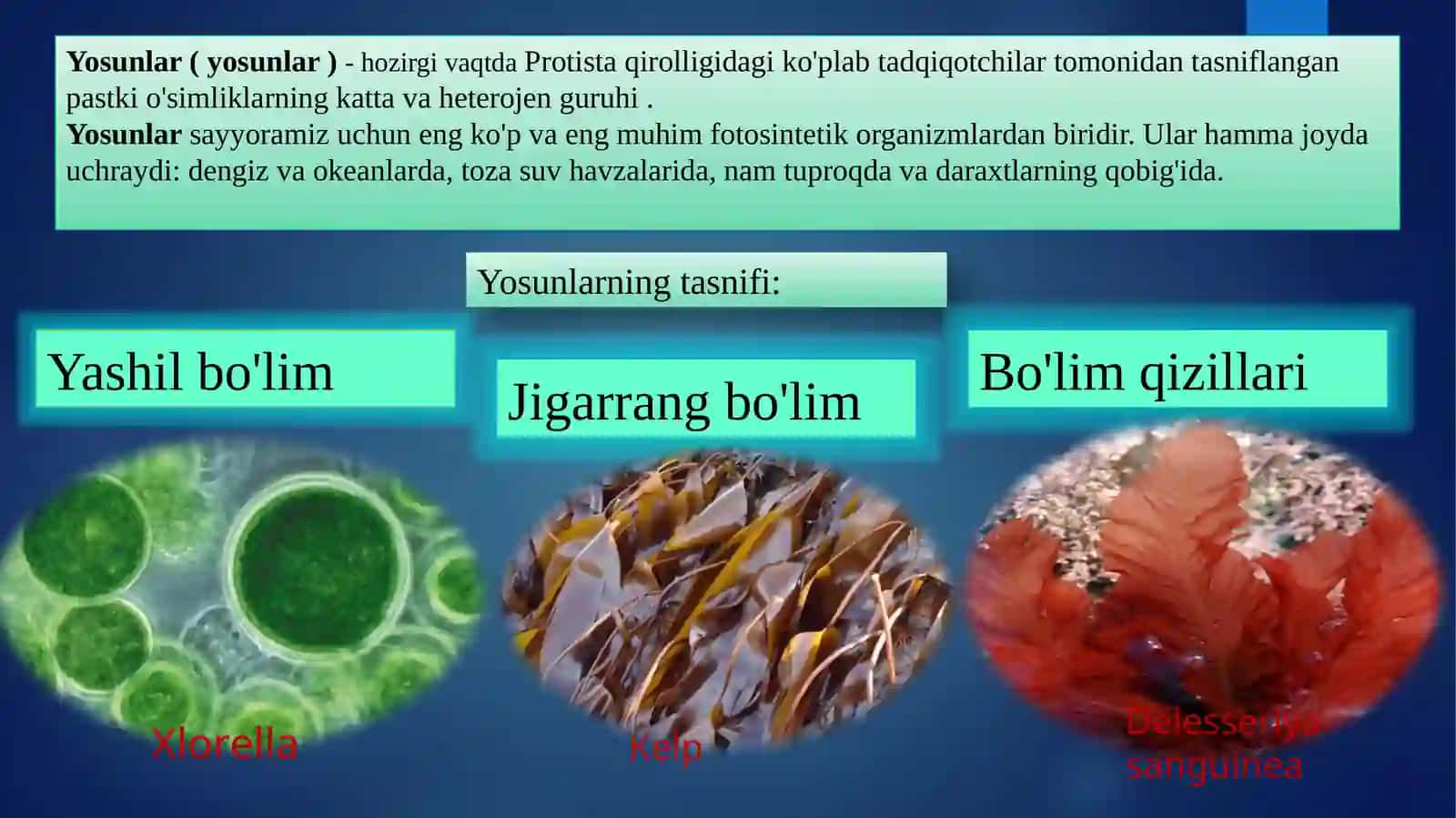 Yosunlar (Yosunlar) 2