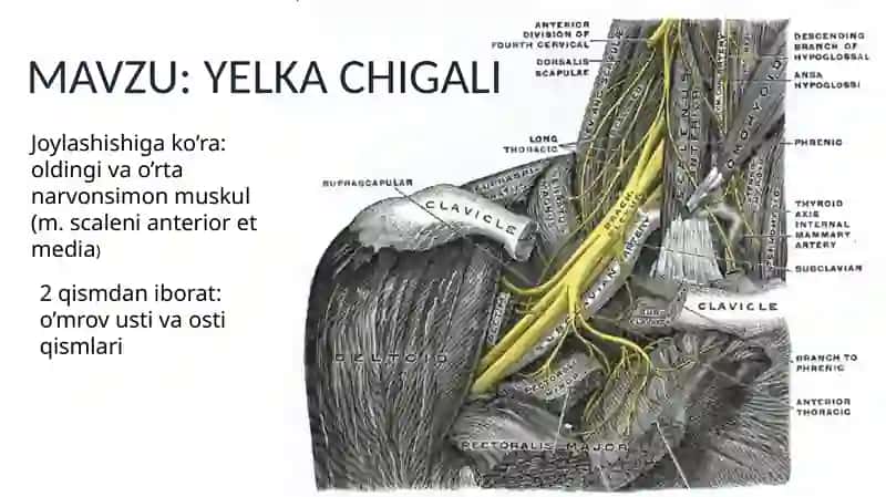 YELKA CHIGALI 2