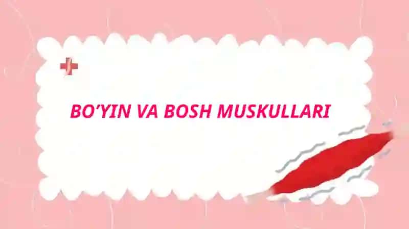 Boʻyin va bosh muskullari 2