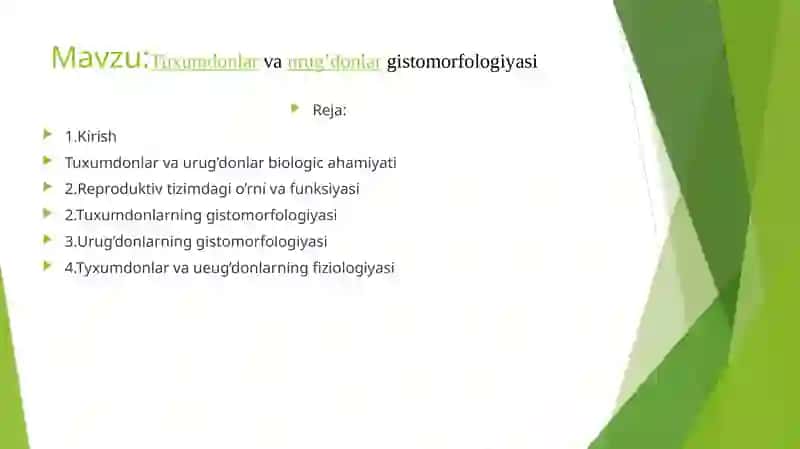 Tuxumdonlar va urug’donlar gistomorfologiyasi 2