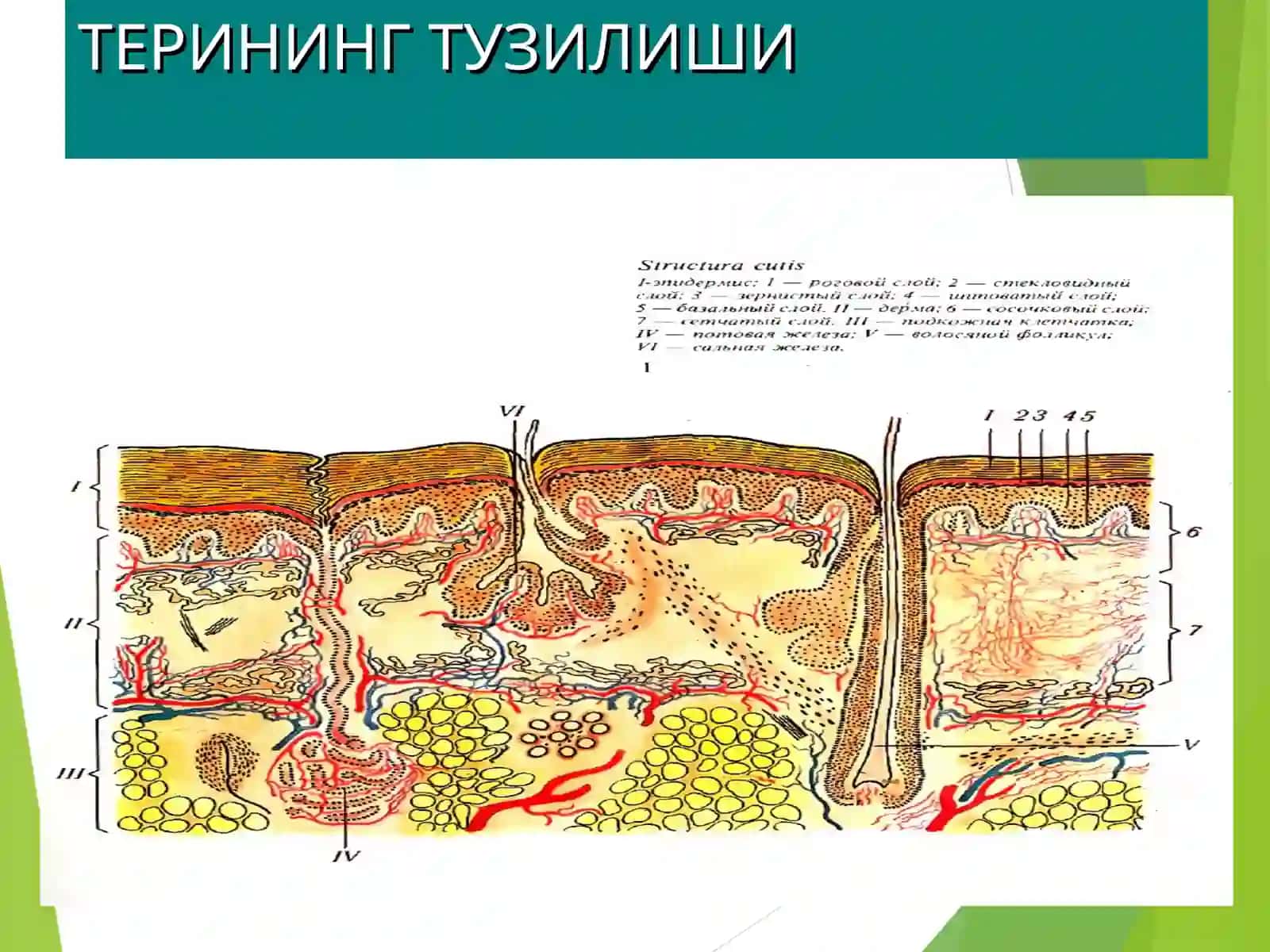 terining tuzilish elementlari 2